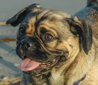 Pugalier called Max