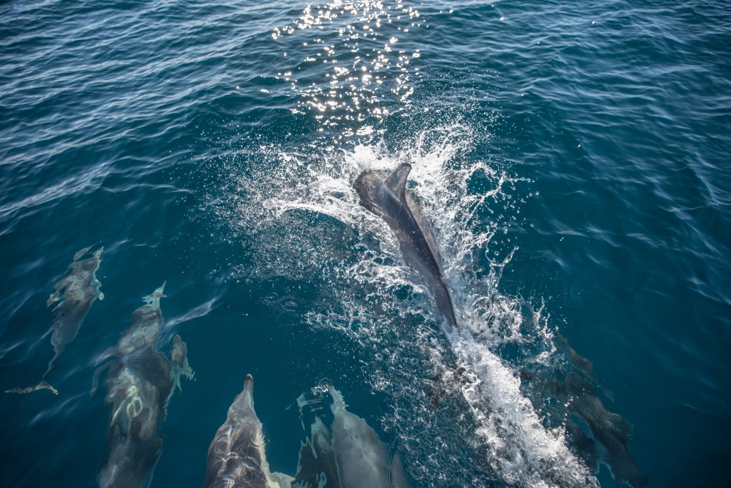 Common dolphins swimming in bow wave of the Karlene-Marie, cray boat, 7-8kms off Apollo Bay