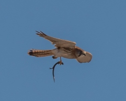 Nankeen kestrel flying with lizard