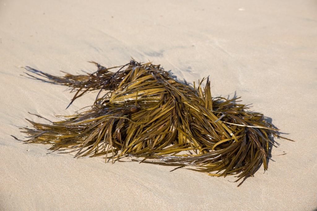 Kelp washed up on Apollo Bay beach