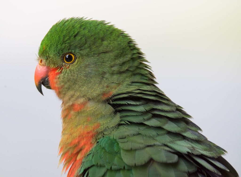 King Parrot Portrait