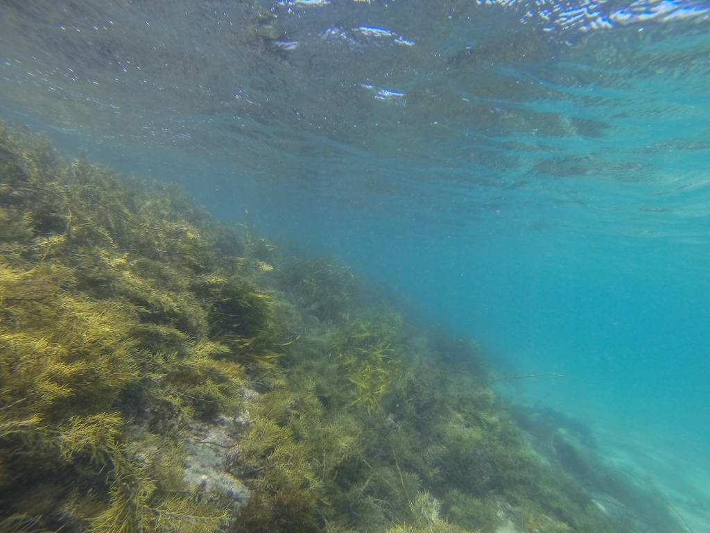 Little Henty Reef underwater. Marengo Reefs Marine Sanctuary