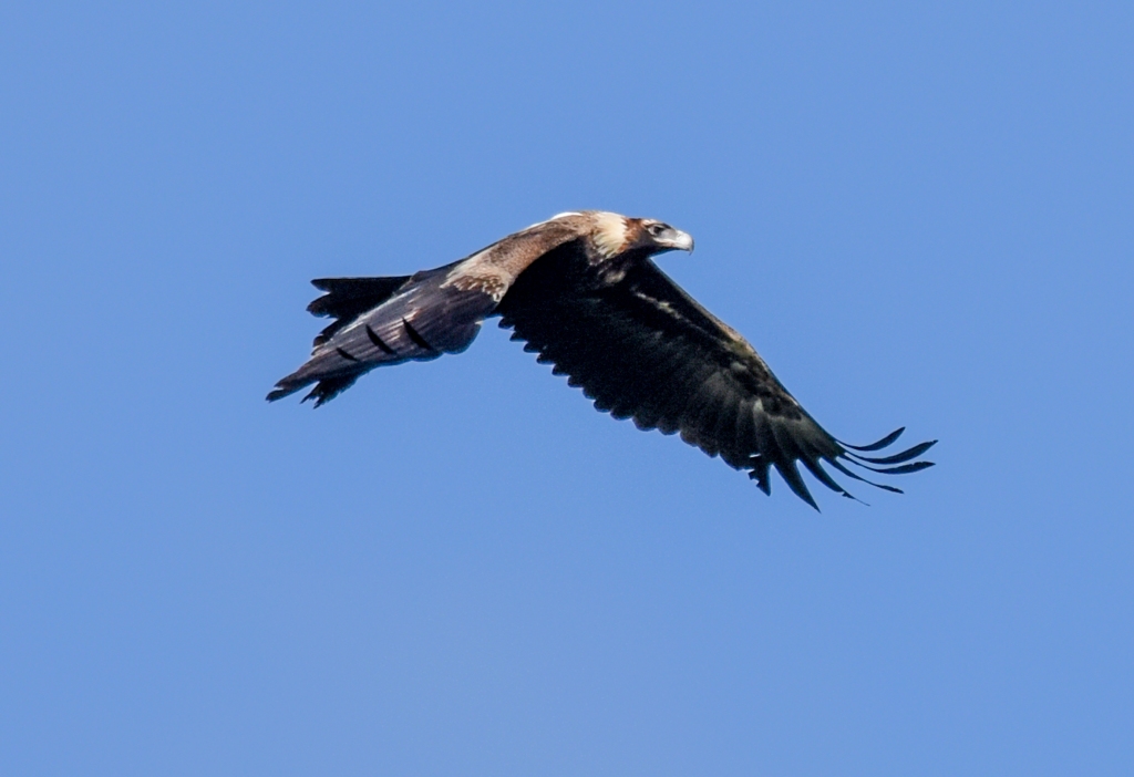 Adult wedge-tailed eagle in flight