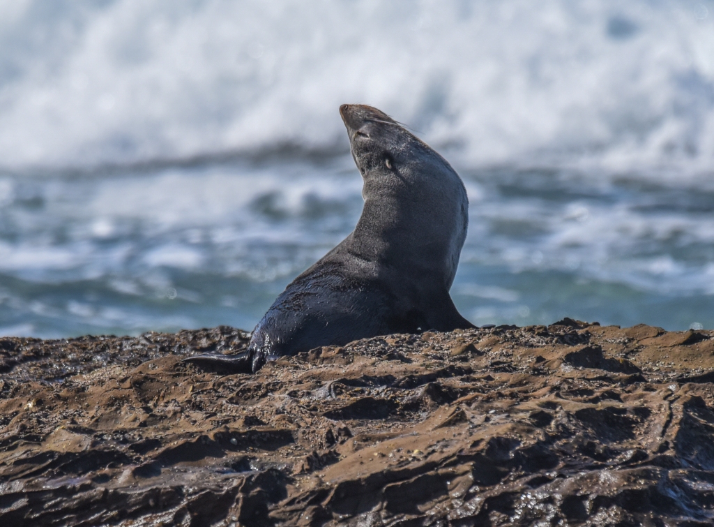 Australian fur seal pup at Hayley Point Marengo