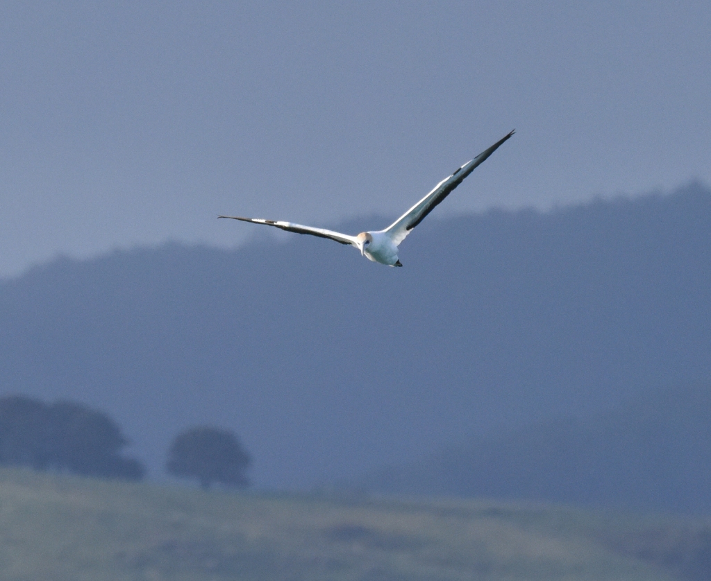 Australasian gannet soaring over hills