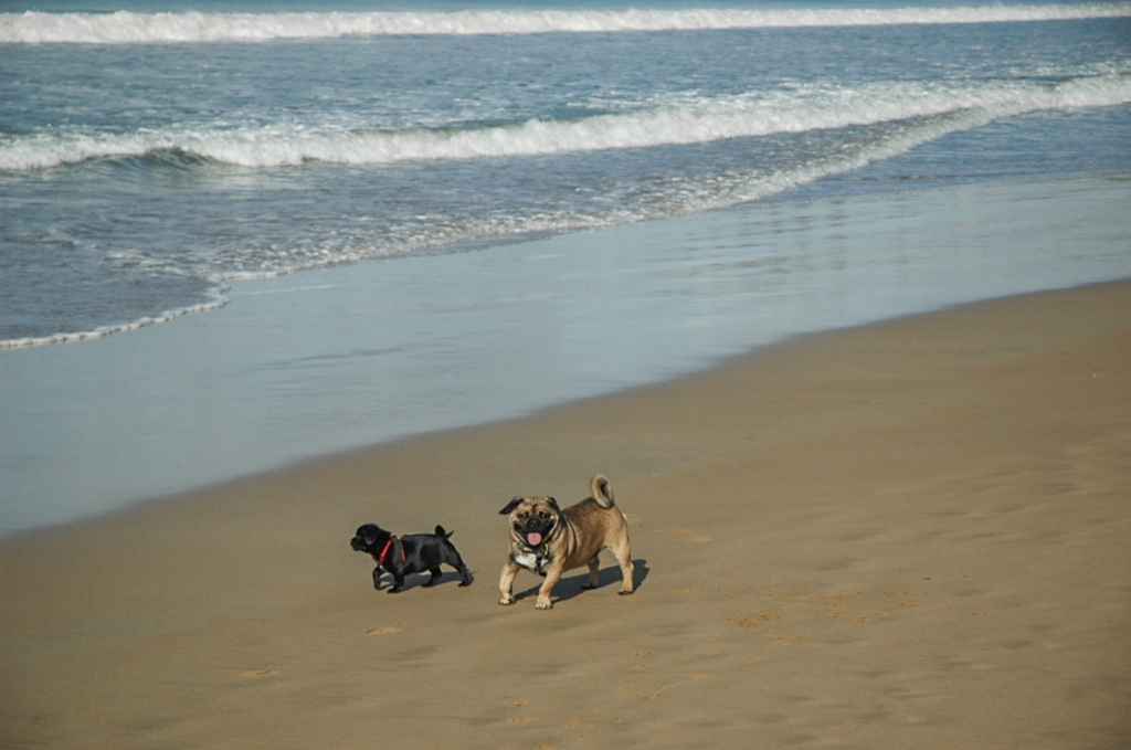 Pugaliers Minnie and Max on the beach at Apollo Bay
