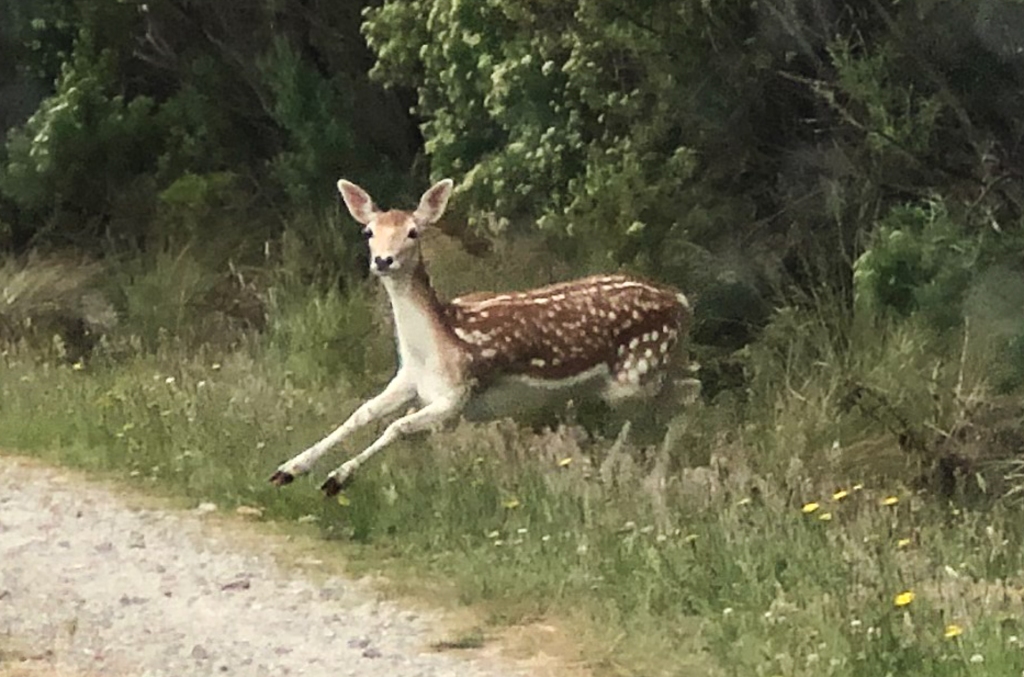 Deer leaping out of bushes