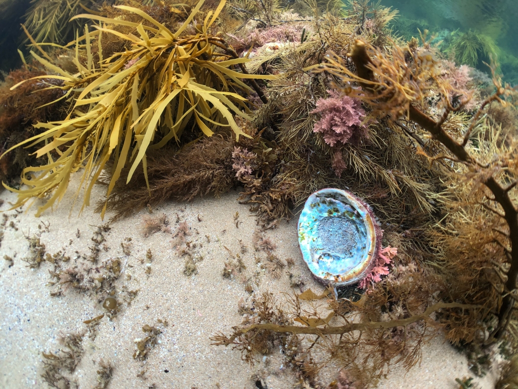 Mother of pearl abalone shell underwater