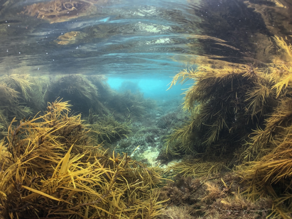 Underwater photography of marine plants on ocean reef