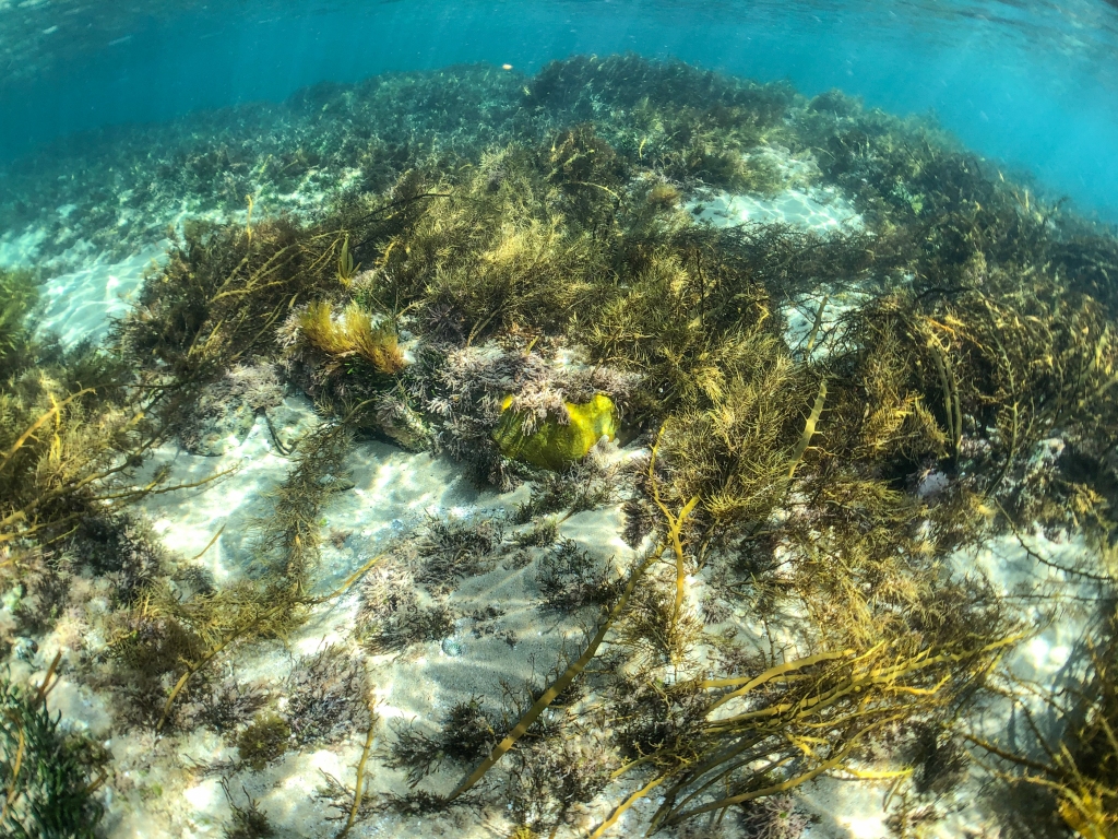 Underwater photo of marine plants on reef