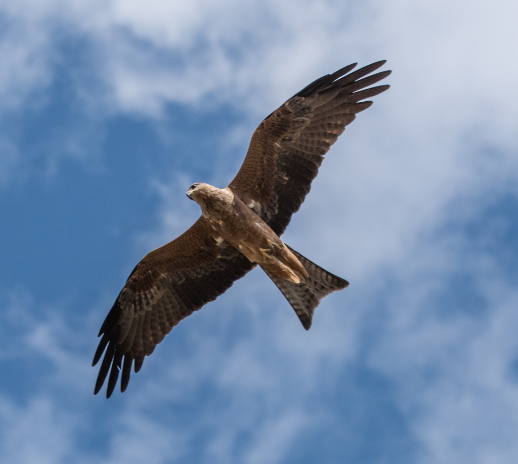 Black kite soaring while hunting for food
