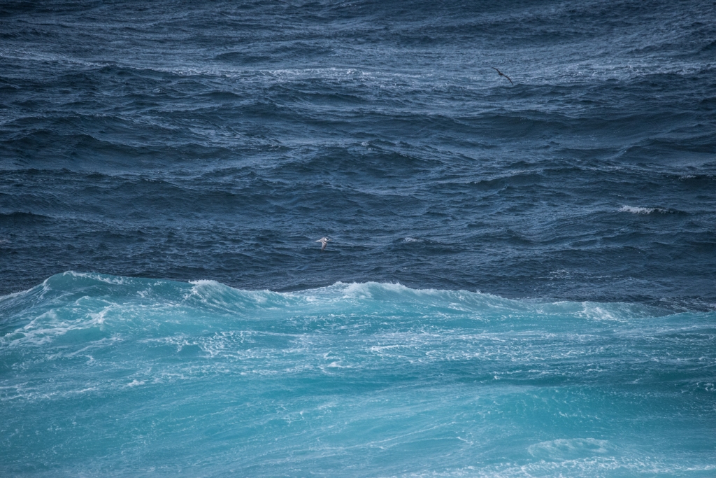 Australasian gannet soaring the waves in big seas