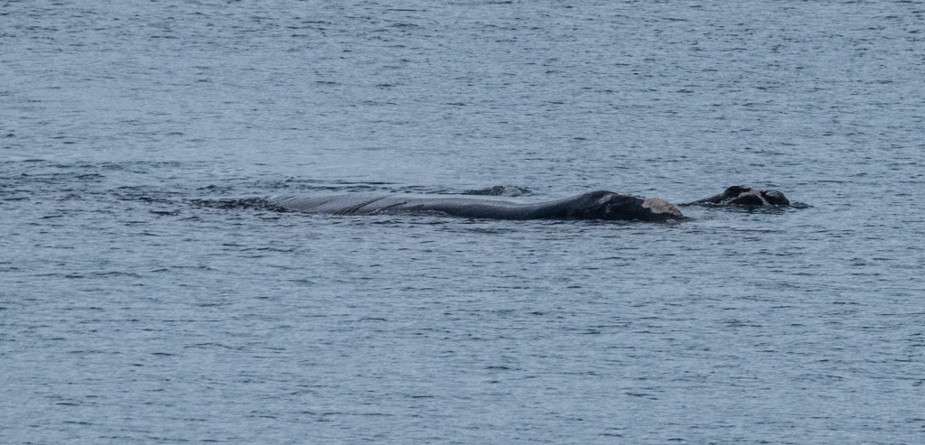 Southern right whale and calf photographed at Logans Beach whale nursery near Warrnambool