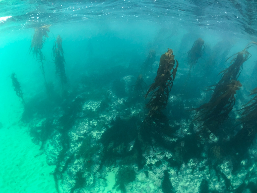 Vibrant stands of kelp under water in Port Campbell bay