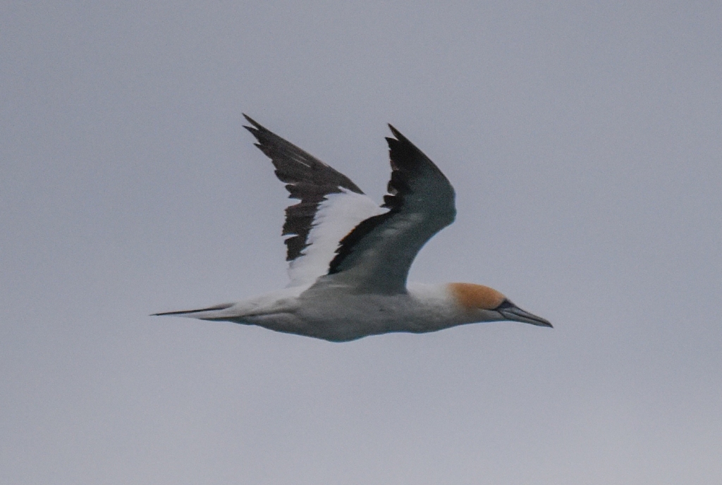 Australasian gannet in flight over the ocean