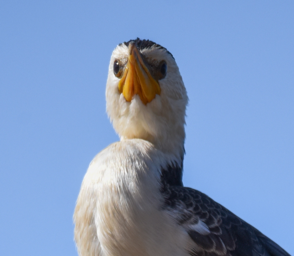 Closeup photo of little pied cormorant
